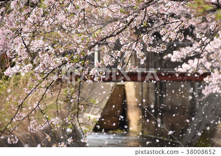瀨戶長澤川櫻花暴風雪 38008652