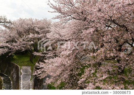 Seto Nagasawa River Sakura Snowstorm Seto Nagasawa River Sakura Snowstorm 38008673