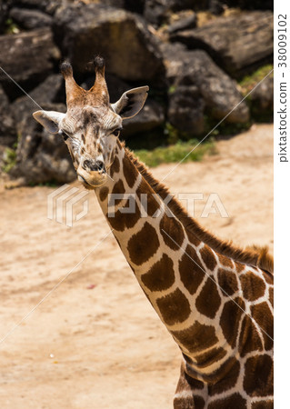 Giraffa Camelopardalis Giraffa Camelopardalis 38009102
