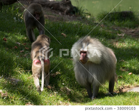 Hamadryas baboon Hamadryas baboon 38009103