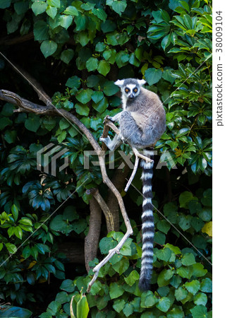 Ring-tailed Lemur Ring-tailed Lemur 38009104