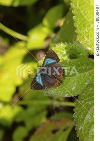 Naga Azure Sapphire, Heliophorus moorei tytleri 38009487