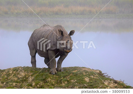 Indian One Horned Rhinoceros, Rhinoceros unicornis 38009553