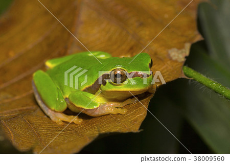 Jerdon's tree frog, Hyla annectans, Kivikhu Jerdon's tree frog, Hyla annectans, Kivikhu 38009560