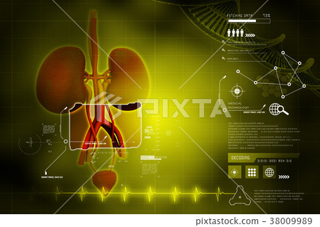 urinary system 38009989