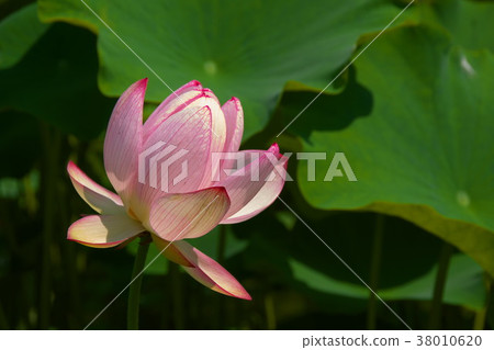 Lotus flower lotus 38010620