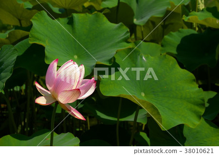Lotus flower lotus Lotus flower lotus 38010621