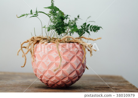 davalia humata pot davalia humata pot 38010979