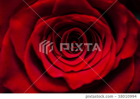 Bud of a red delicate rose. Valentine macro 38010994