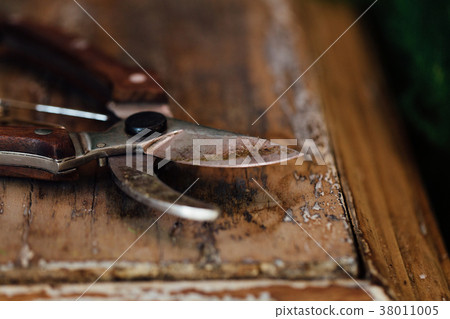 Vintage old garden secateur on a wooden table 38011005
