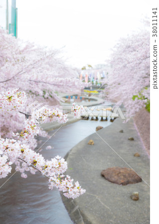 [Aichi Prefecture] Takigashira Park Cherry Blossom Festival 38011141