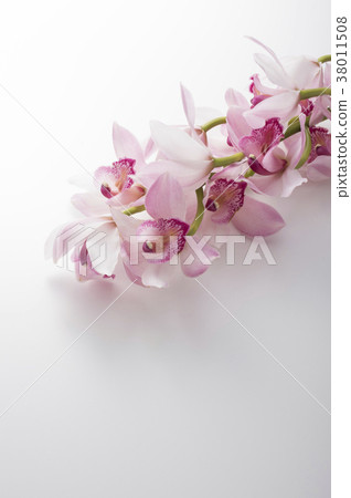 Cymbidium 38011508