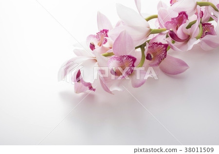 Cymbidium 38011509