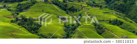 Panorama scene of rice fields and terrace Panorama scene of rice fields and terrace 38011813