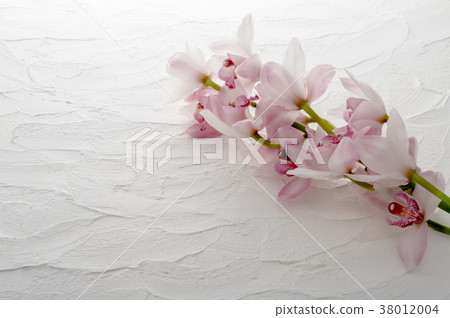 蘭花 38012004
