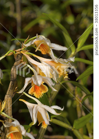 Dendrobium longicornu, Orchid species. Durgapur 38013356