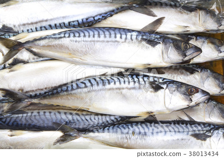 鹽鯖魚 38013434
