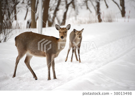 Ezoshika in winter 38013498