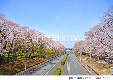 櫻花在Nogawa公園，調布市，東京 38013652