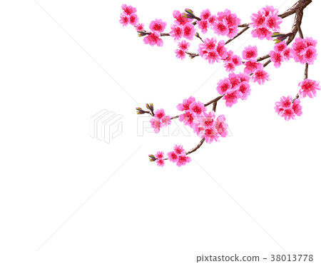 Sakura. The curved branch of a blossoming cherry Sakura. The curved branch of a blossoming cherry 38013778