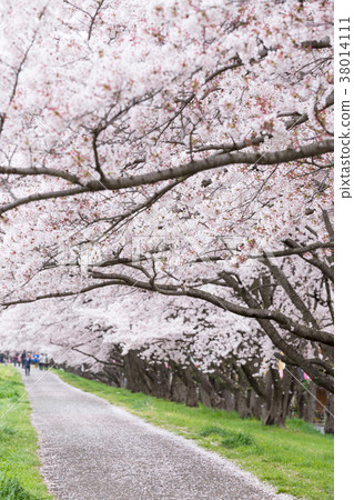 Row of cherry trees 38014111