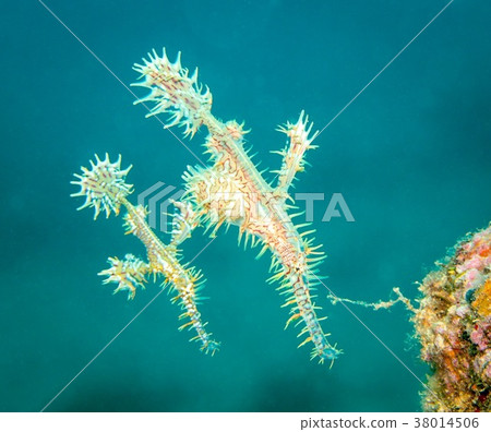 Nishiki Fulai Wow 38014506