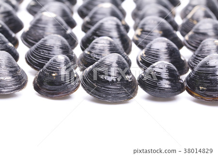 Shijimi成分 Shijimi成分 38014829