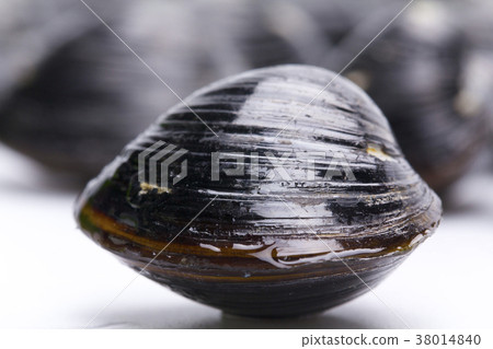 Shijimi ingredients Shijimi ingredients 38014840