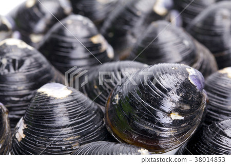 Shijimi ingredients 38014853