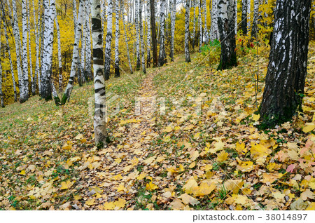 Grove of birches Grove of birches 38014897