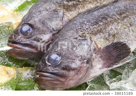 石斑魚的魚 38015189