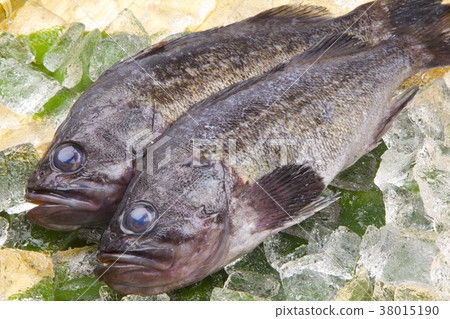 石斑魚的魚 38015190