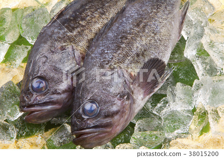 Rockfish Rockfish 38015200