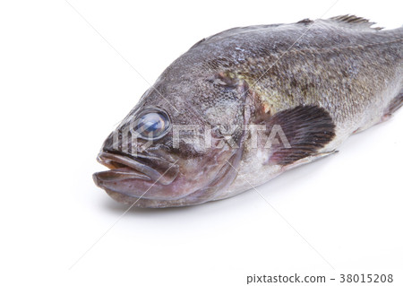 Rockfish Rockfish 38015208