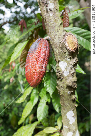 Cacao fruit Cacao fruit 38015904