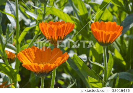 summer time marigold calendula medical flowers summer time marigold calendula medical flowers 38016486