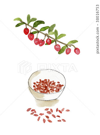 Wolfberry watercolor illustration Wolfberry watercolor illustration 38016753