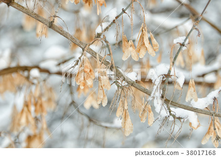 Seeds of ash on a snowy branch. Close-up Seeds of ash on a snowy branch. Close-up 38017168