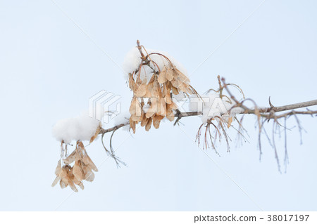 Seeds of ash on a snowy branch. The sky 38017197