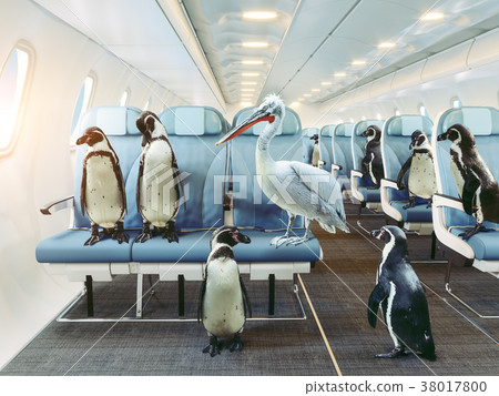 penguins and pelican   in the airplane cabin. 38017800