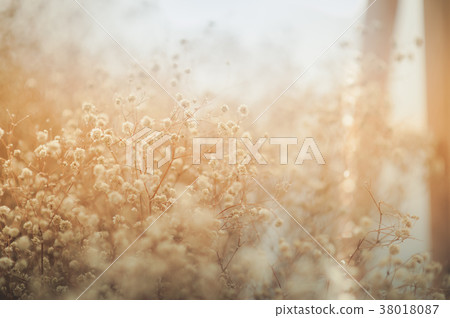 dried flora background emotion abstract scene 38018087
