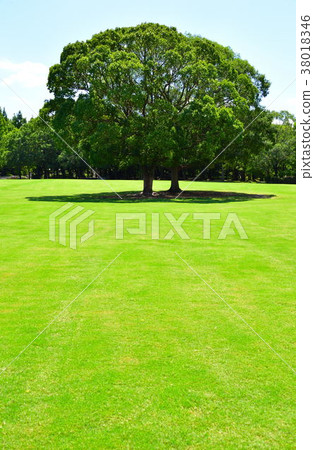 A big tree in the park 38018346