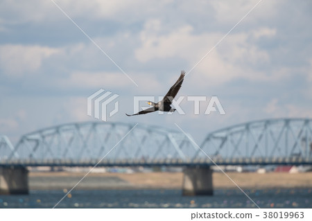 Kawau flying to the back of Yoshinogawa Bridge 38019963