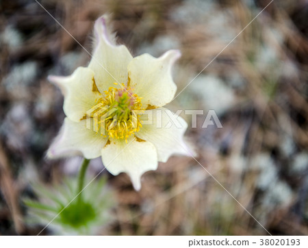 Wild Spring Pasque Flower Wild Spring Pasque Flower 38020193