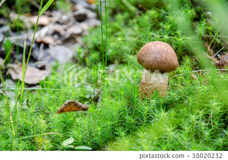 Mushroom in the forest 38020232