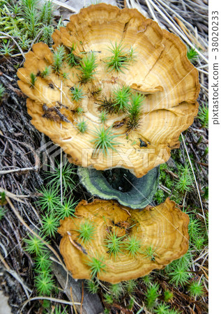 Mushroom in the forest Mushroom in the forest 38020233