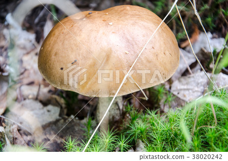 Mushroom in the forest Mushroom in the forest 38020242