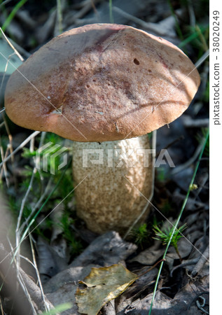 Mushroom in the forest Mushroom in the forest 38020249