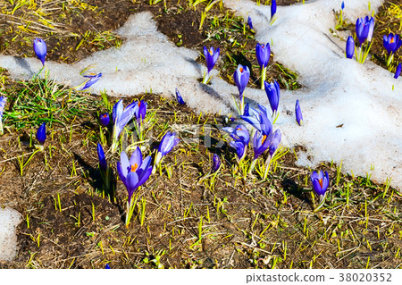 Close up group of blooming crocuses spring flowers Close up group of blooming crocuses spring flowers 38020352