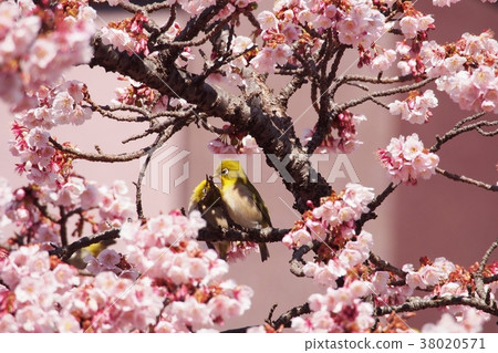 櫻花和白眼夫婦1 38020571